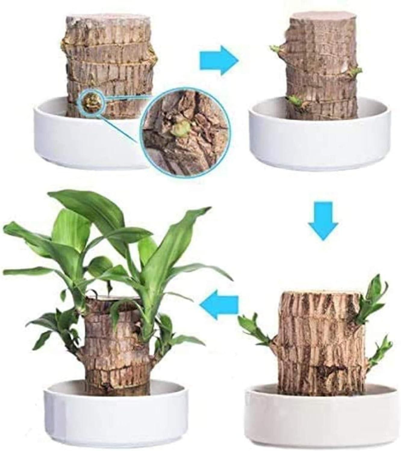 Brazilian Lucky Wood (Pack of 2) - Prime Avenue