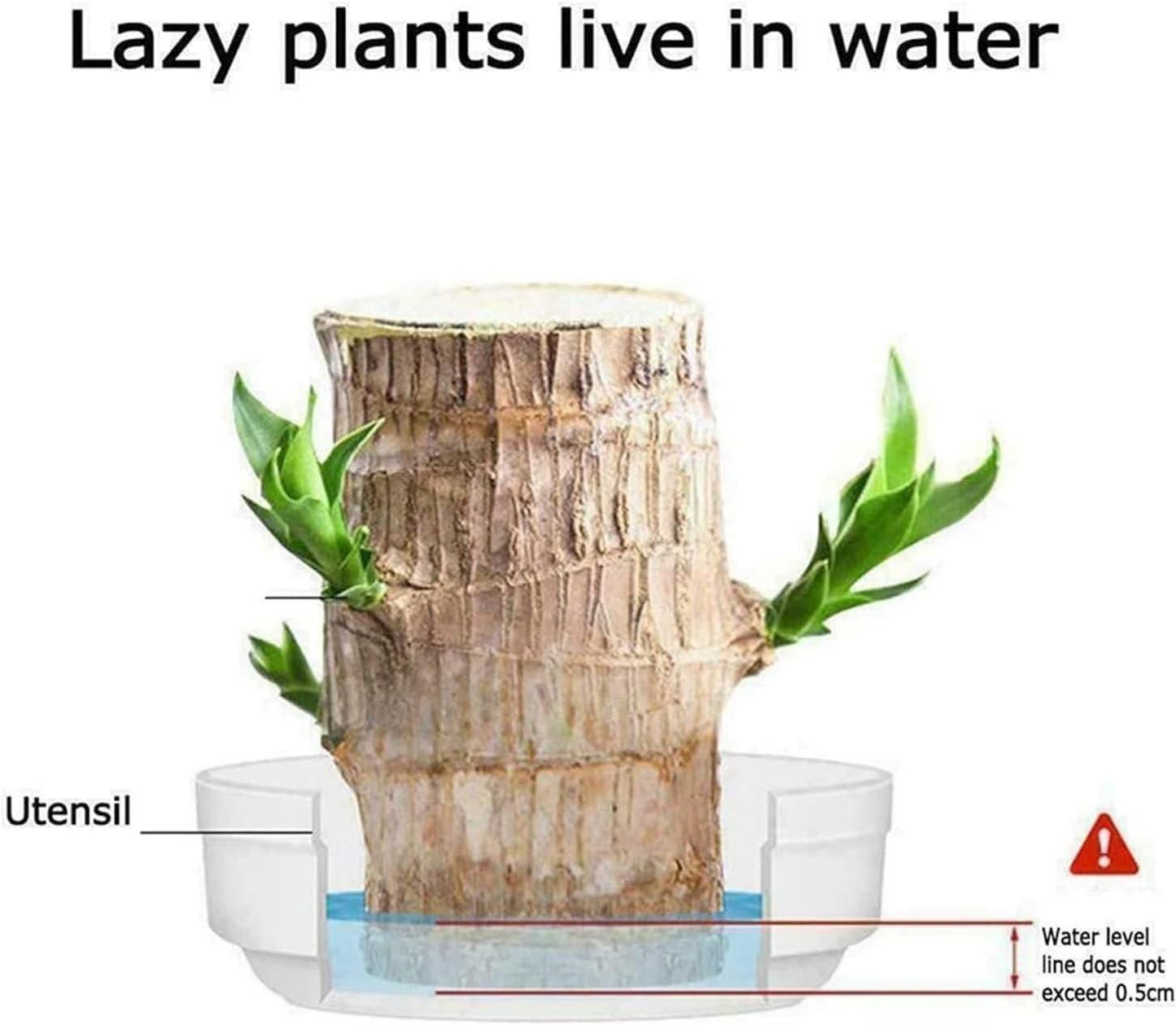 Brazilian Lucky Wood (Pack of 2) - Prime Avenue