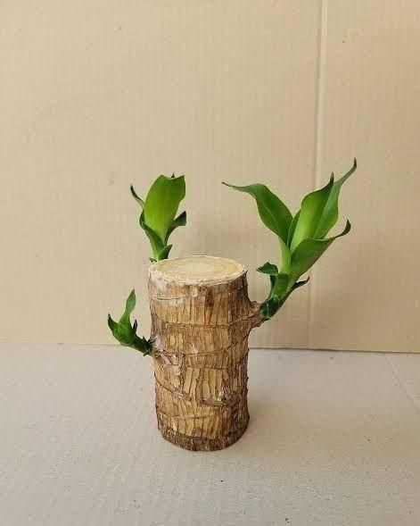 Brazilian Lucky Wood (Pack of 2) - Prime Avenue