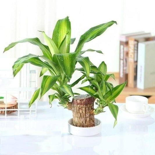 Brazilian Lucky Wood (Pack of 2) - Prime Avenue